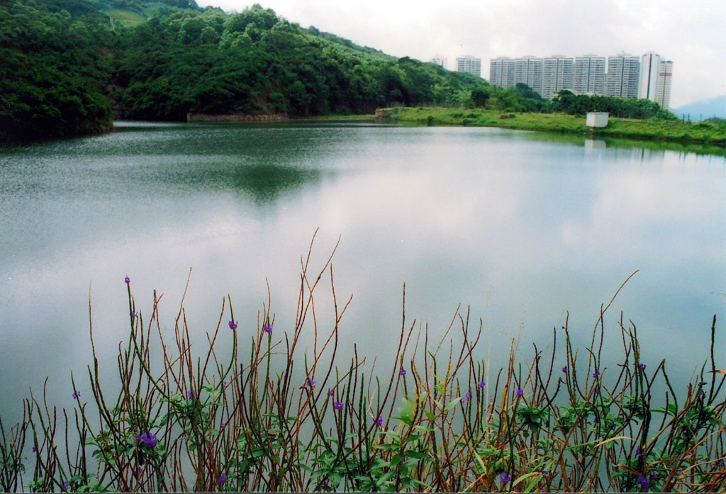 相片 4: 薄扶林水塘